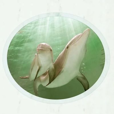 Лот: 9869394. Фото: 1. Панели ПВХ для потолка Novita... Обои, панели, ДВП, ДСП, МДФ