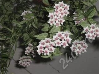 Лот: 315261. Фото: 1. Хойя bella. Горшечные растения и комнатные цветы