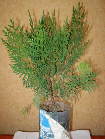 Лот: 2989553. Фото: 1. туя Восточная, для улицы. Горшечные растения и комнатные цветы