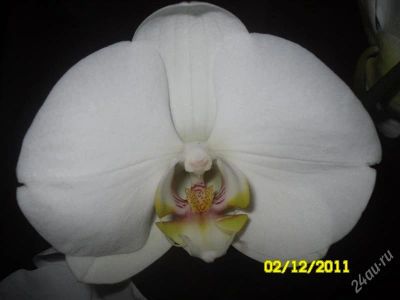 Лот: 1386842. Фото: 1. Орх.фаленопсис.Крупные цветы.10-11... Горшечные растения и комнатные цветы