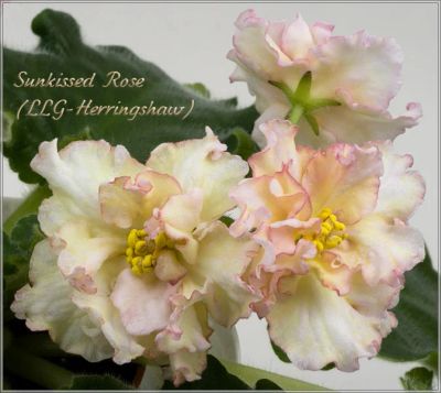 Лот: 9729199. Фото: 1. Лист фиалки Sunkissed rose. Горшечные растения и комнатные цветы