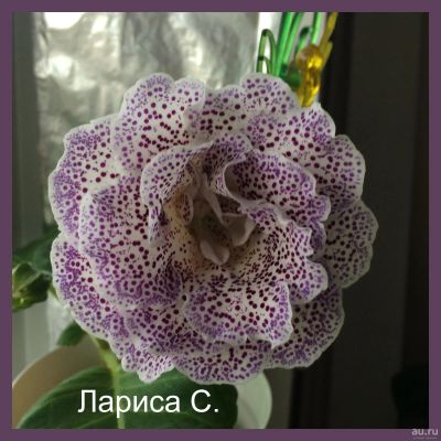 Лот: 14012533. Фото: 1. Глоксиния "ЕН Горошница" - продаётся... Горшечные растения и комнатные цветы
