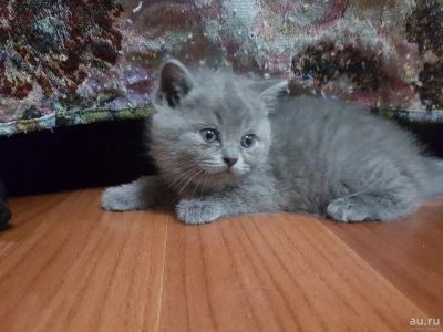 Лот: 10646552. Фото: 1. Котята британцы. Кошки, котята