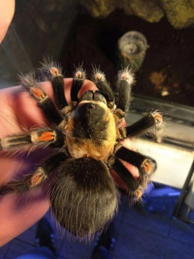 Лот: 9091383. Фото: 1. Паук птицеед brachypelma auratum... Остальные животные