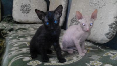 Лот: 6633653. Фото: 1. Донской сфинкс.два котика. Кошки, котята