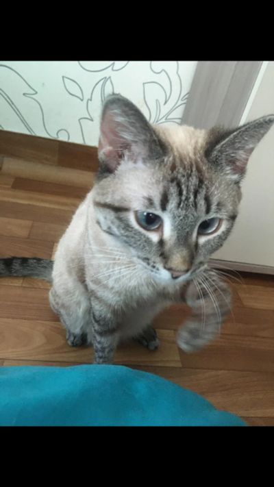 Лот: 13477896. Фото: 1. Кошка. Кошки, котята