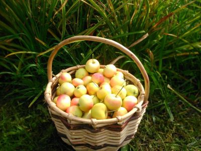 Лот: 5957023. Фото: 1. Ранетки, вкусные :-). Овощи, фрукты, зелень