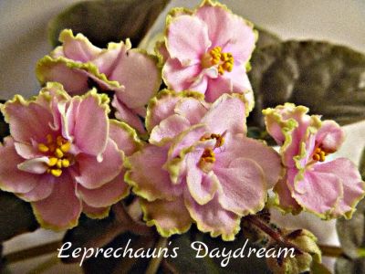 Лот: 4624501. Фото: 1. Фиалка сортовая Leprechaun's Daydream... Горшечные растения и комнатные цветы