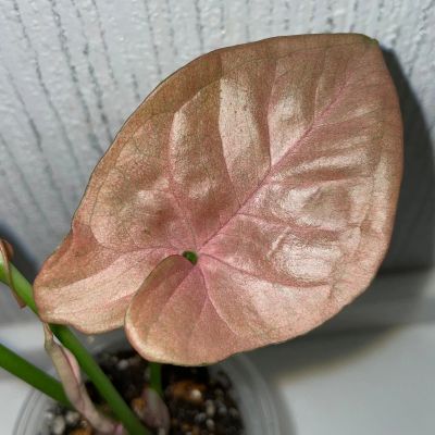 Лот: 18619343. Фото: 1. Сингониум «Neon Pink». Горшечные растения и комнатные цветы