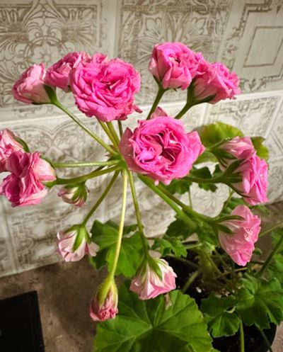 Лот: 25717154. Фото: 1. Пеларгония марлезон 2. Горшечные растения и комнатные цветы
