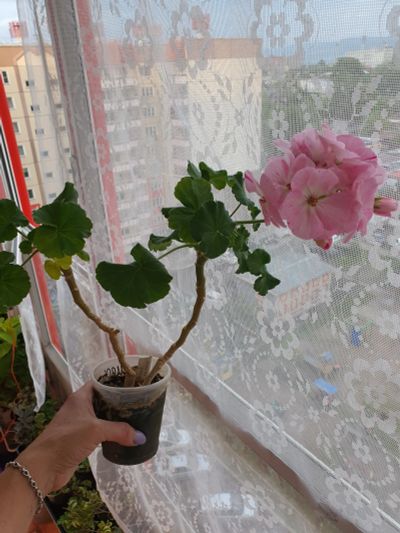 Лот: 24554231. Фото: 1. Пеларгония pink batic. Горшечные растения и комнатные цветы