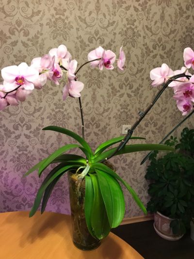 Лот: 25265635. Фото: 1. Орхидея. Горшечные растения и комнатные цветы