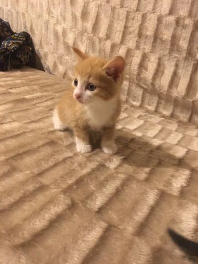 Лот: 12533377. Фото: 1. Отдам котят в добрые руки. Кошки, котята