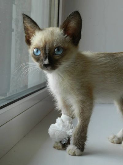 Лот: 3324528. Фото: 1. Сиамская Гейша!. Кошки, котята