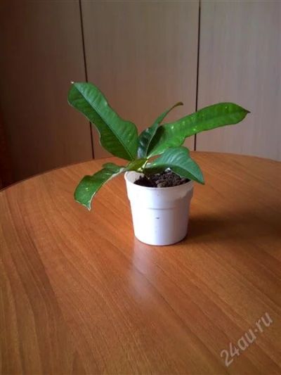 Лот: 2838142. Фото: 1. Кротон. Горшечные растения и комнатные цветы
