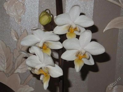 Лот: 2550659. Фото: 1. Орхидея Phal. Cassandra цветет. Горшечные растения и комнатные цветы