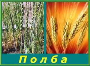 Лот: 5008986. Фото: 1. Полба цельнозерновая, для добавок... Диетическое питание