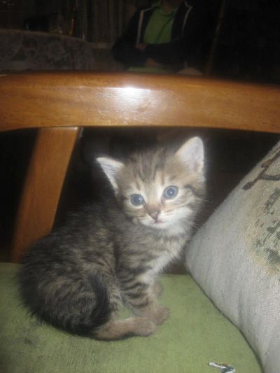 Лот: 4609850. Фото: 1. Отдам котенка в хорошие руки.. Кошки, котята