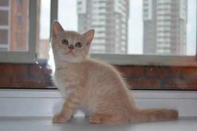 Лот: 3009152. Фото: 1. Солнечный шотландский котик мурлыка... Кошки, котята