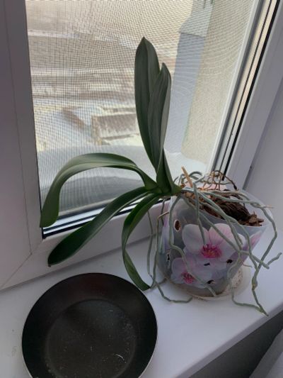 Лот: 17154142. Фото: 1. Две орхидеи. Горшечные растения и комнатные цветы