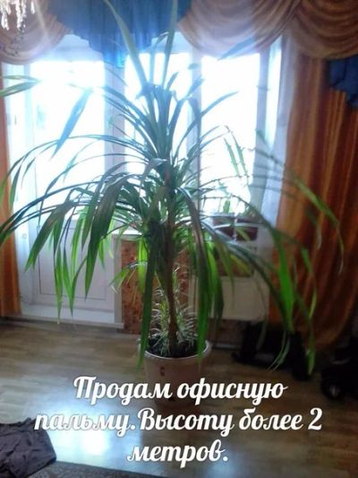Лот: 5717396. Фото: 1. Офисная пальма(пандаус). Горшечные растения и комнатные цветы