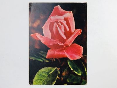 Лот: 23296746. Фото: 1. Роза. Красная. Открытка. 1964. Открытки, конверты