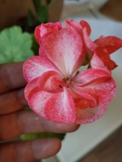 Лот: 25766430. Фото: 1. Сортовая пеларгония (герань). Горшечные растения и комнатные цветы