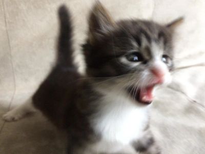 Лот: 10339120. Фото: 1. Котята. Кошки, котята