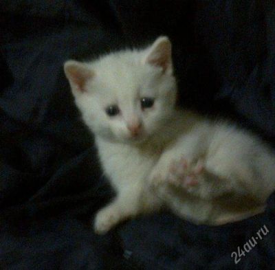 Лот: 2317758. Фото: 1. Котята белоснежные. Кошки, котята