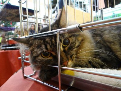Лот: 5126119. Фото: 1. Кошка стерилизованная Флорида. Кошки, котята