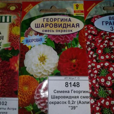 Лот: 9113629. Фото: 1. Семена / цветы / Георгина / Шаровидная... Садовые цветы