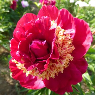 Лот: 16334389. Фото: 1. Пион Tango.Японский сорт. Садовые цветы