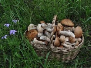 Лот: 7953303. Фото: 1. Ищу поставщиков настоящих деревенских... Грибы