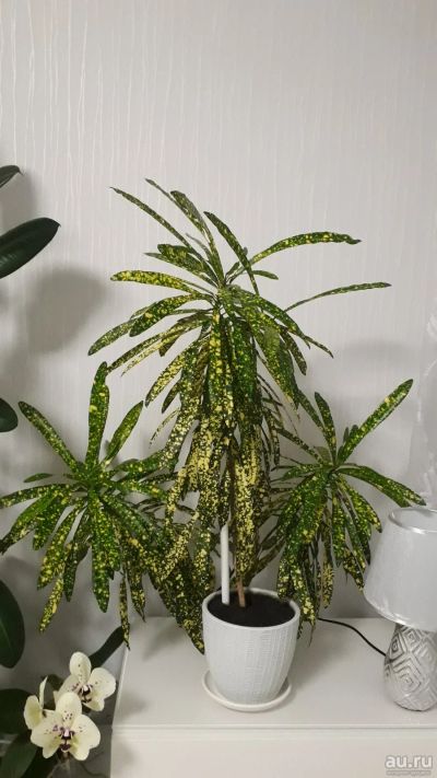 Лот: 17137407. Фото: 1. Кодиум, кротон. Горшечные растения и комнатные цветы