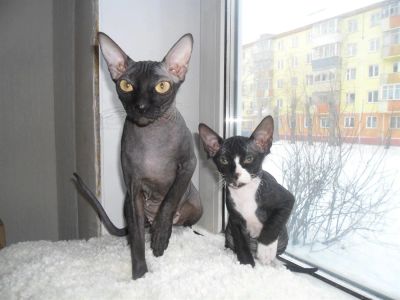 Лот: 3659833. Фото: 1. Донской сфинкс. Кошки, котята