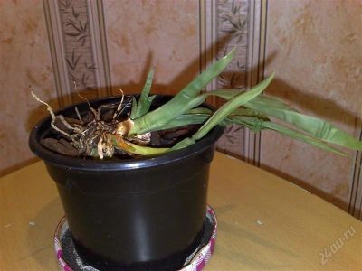 Лот: 1848224. Фото: 1. орхидея мильтония. Горшечные растения и комнатные цветы