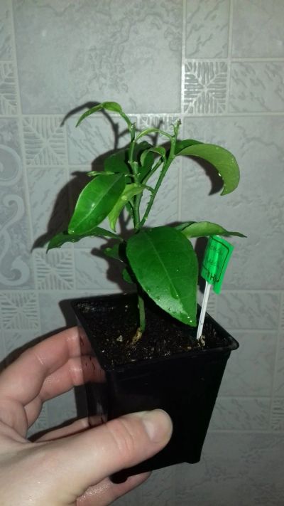 Лот: 12954442. Фото: 1. Красный апельсин (растение). Горшечные растения и комнатные цветы