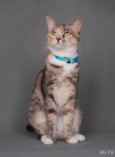 Лот: 13658205. Фото: 1. Кошка Груня в хорошие руки. Кошки, котята