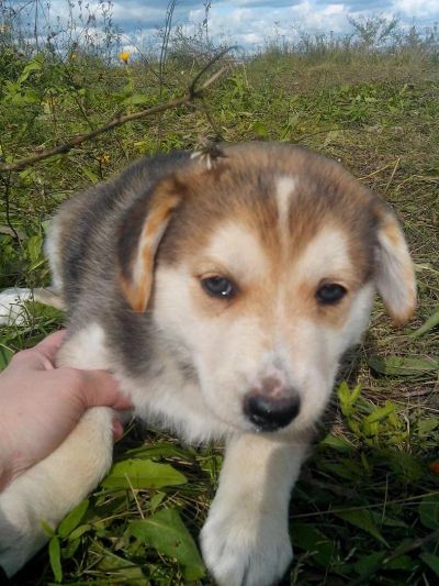 Лот: 3150090. Фото: 1. Щенок помесь хаски в надежные... Собаки, щенки