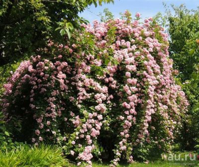 Лот: 12834518. Фото: 1. Роза Эппл Блоссом (Apple Blossom... Садовые цветы