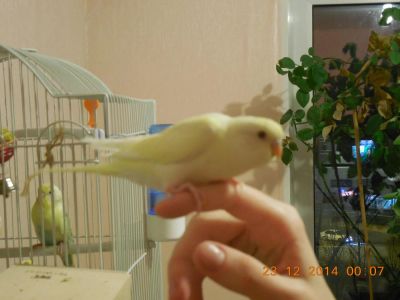 Лот: 4929860. Фото: 1. Птенец волнистого попугая (домашнее... Птицы