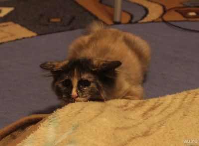 Лот: 8215796. Фото: 1. Кошка Курильский бобтейл. Кошки, котята