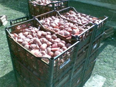 Лот: 7480180. Фото: 1. Картофель семенной. Овощи
