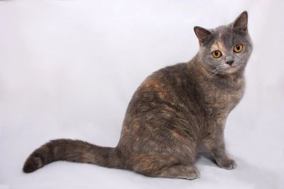 Лот: 9315494. Фото: 1. Котята от крысыловки. Кошки, котята