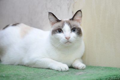Лот: 3399086. Фото: 1. подарю в добрые руки Кошечку. Кошки, котята
