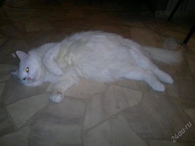 Лот: 1698516. Фото: 1. Кошечка ищет жениха :-). Кошки, котята