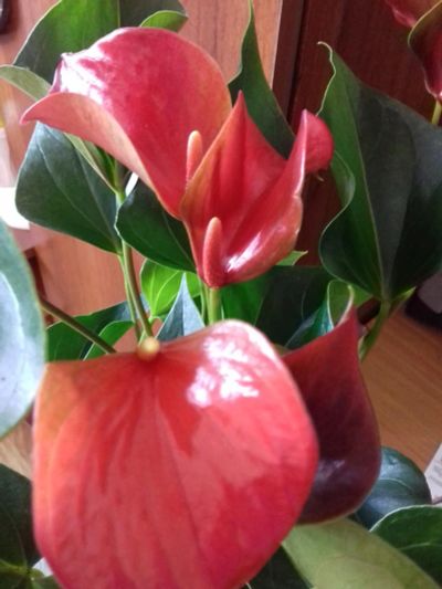Лот: 2484547. Фото: 1. Антуриум Nanо Red. Горшечные растения и комнатные цветы