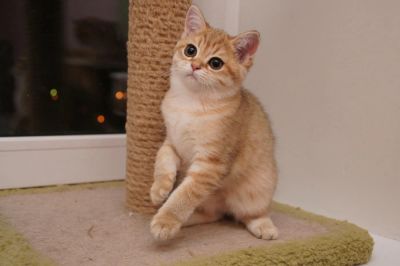 Лот: 6359929. Фото: 1. Золотая зеленоглазая британочка. Кошки, котята