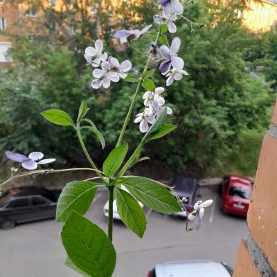 Лот: 25169308. Фото: 1. Клеродендрум Угандийский, Голубые... Горшечные растения и комнатные цветы