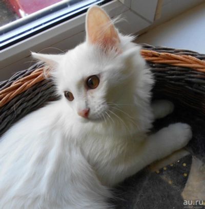 Лот: 17637214. Фото: 1. Белоснежная кошечка. Кошки, котята
